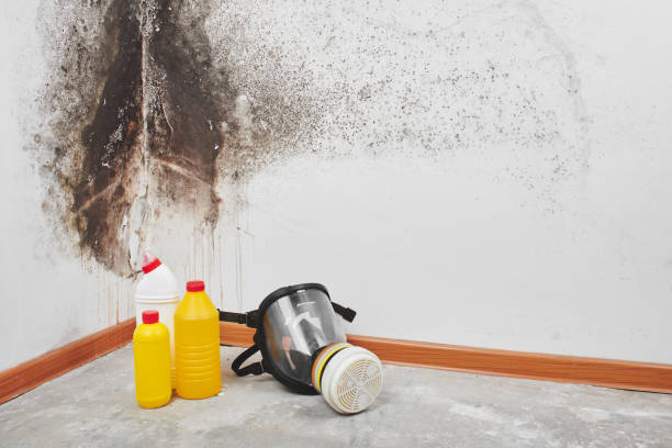 Best Commercial Mold Removal  in Leslie, MI