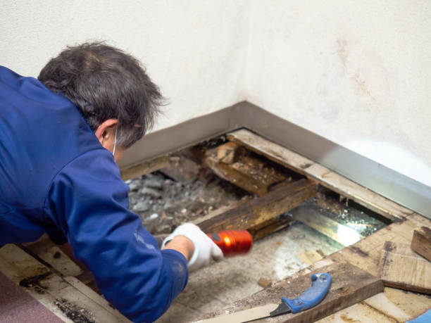 Best Mold Removal Near Me  in Leslie, MI