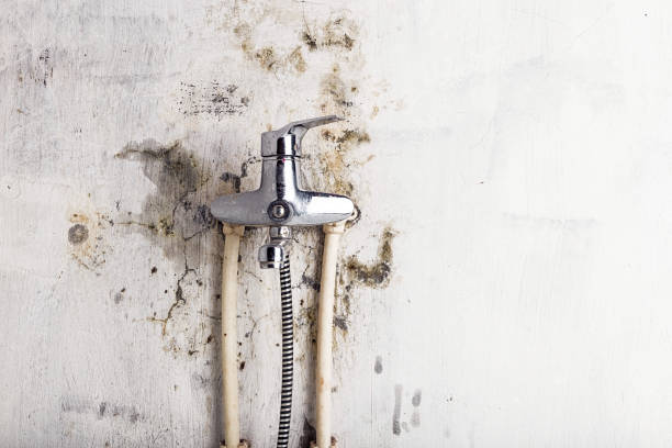  Leslie, MI Mold Removal Pros