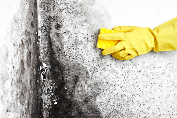 Leslie, MI Mold Removal Company