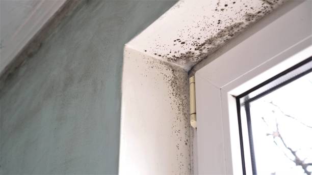 Best Mold Testing  in Leslie, MI