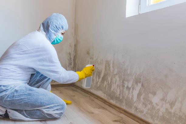 Best Mold Cleaning Services  in Leslie, MI