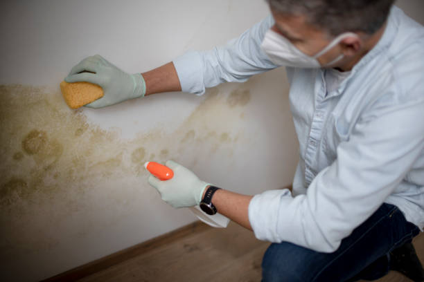 Best Mold Remediation  in Leslie, MI