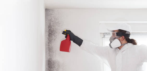 Home Mold Removal in Leslie, MI