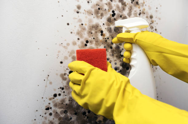 Best Office Mold Removal Services  in Leslie, MI