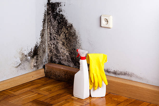 Best Crawl Space Mold Removal  in Leslie, MI