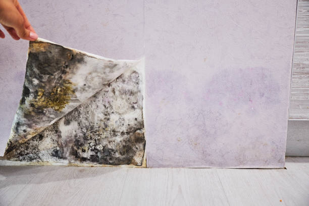 Best Local Mold Removal Service  in Leslie, MI
